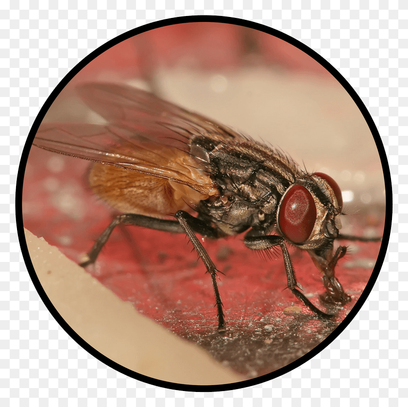 779x779 Flies Musca Domestica, Fly, Insect, Invertebrate HD PNG Download