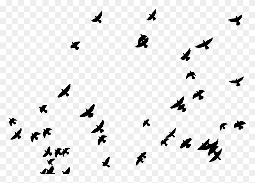 960x669 Стая Птиц Животные Голуби Летающие Силуэт Стикер Фоторедактор Picsart, Серый, Мир Варкрафта Hd Png Скачать