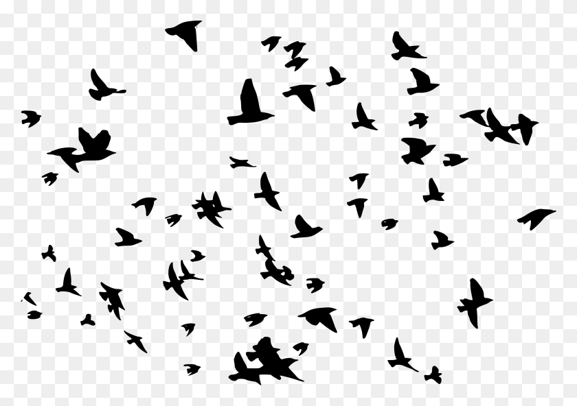 2800x1913 Flock Of 8 Birds, Gray, World Of Warcraft HD PNG Download