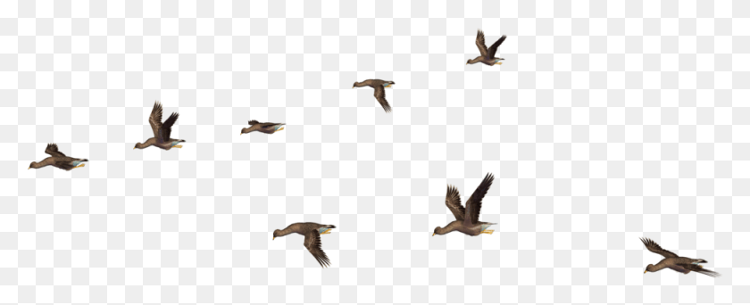 975x353 Flock Of Birds Birds Flying For Photoshop, Bird, Animal, Accipiter HD PNG Download
