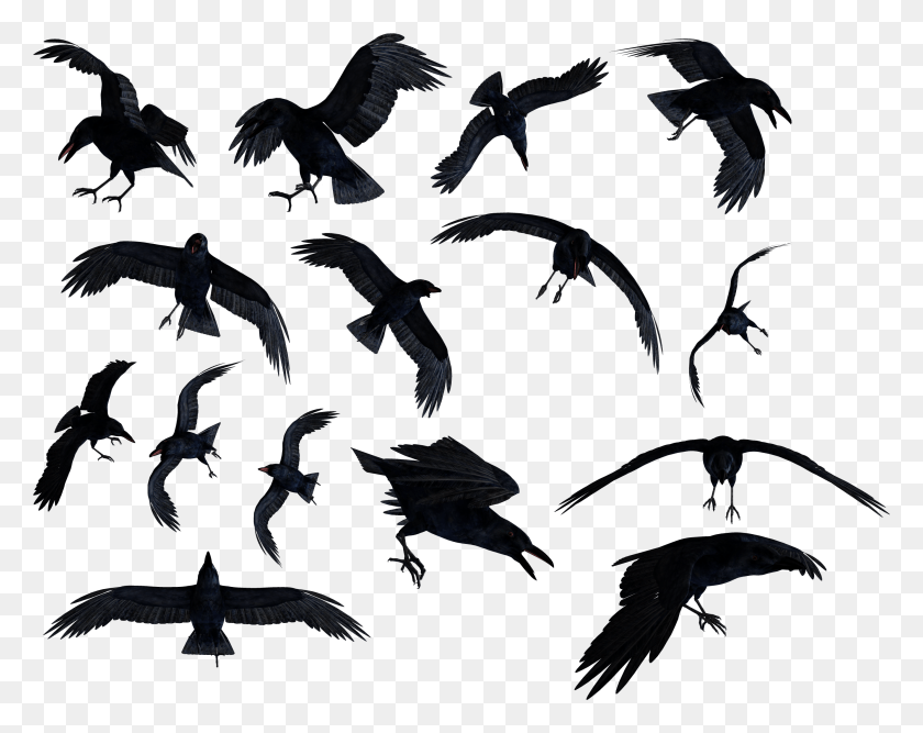 2791x2175 Flock Of Ravens, Flying, Bird, Animal HD PNG Download