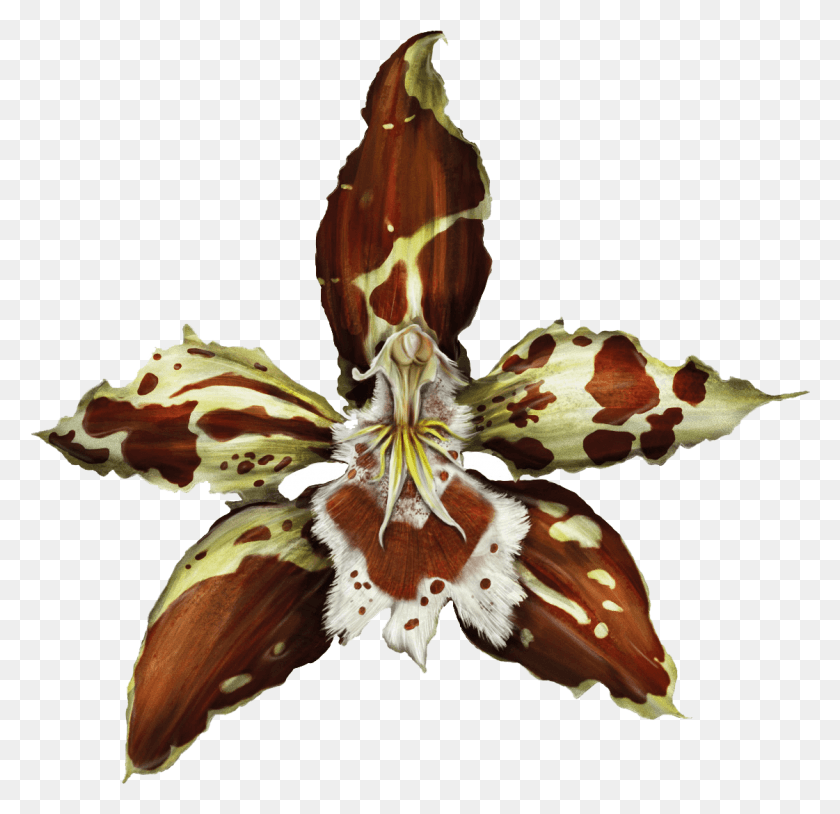 1121x1085 Flor De Bogot Orqudeas De Cundinamarca, Plant, Iris, Flower HD PNG Download