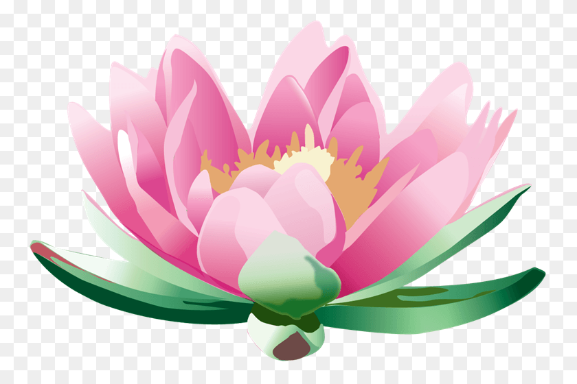755x500 Flor De Loto Lotus Flower Vistaprint, Plant, Flower, Blossom HD PNG Download