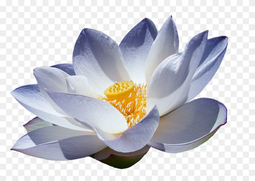 1119x771 Flor De Lotus Japanese Lotus Flower White, Plant, Lily, Flower HD PNG Download