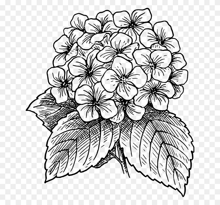 644x720 Descargar Png Flor Florescente Planta Folhas Costas E Branco Hydrangea Flower Drawing, Gray, World Of Warcraft Hd Png