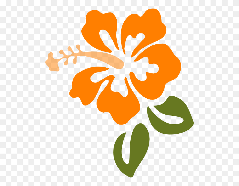 522x594 Флора Гавайи Гибискус Картинки, Растение, Цветок, Цветение Hd Png Скачать