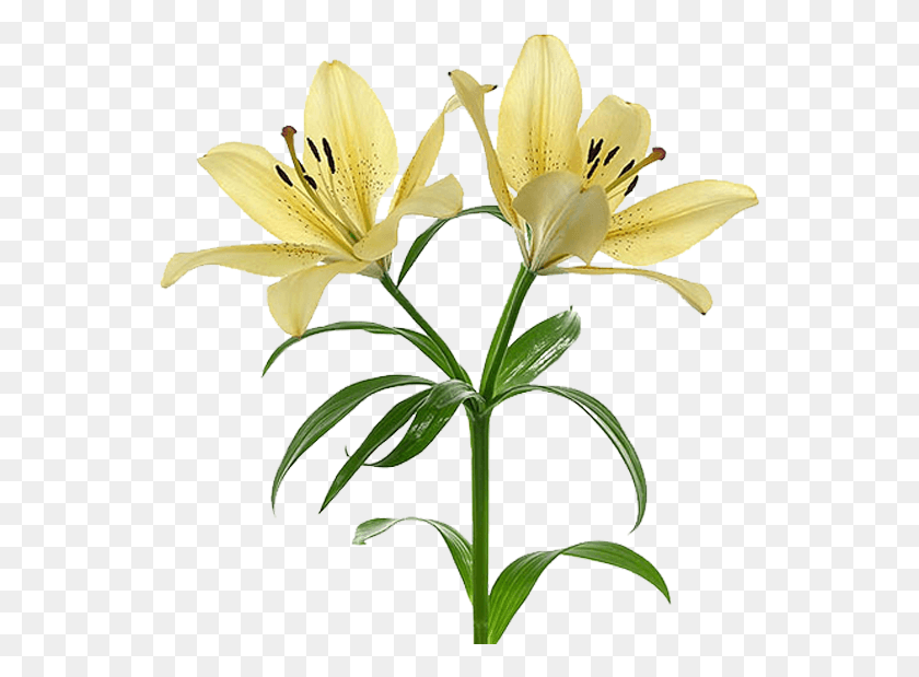 549x559 Flor Mes De Nacimiento Lirio Flores De Lirio, Plant, Lily, Flower HD PNG Download