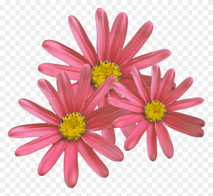 869x794 Flor Para Corel, Pollen, Plant, Daisy HD PNG Download