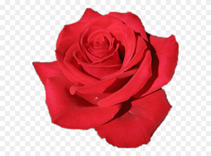 586x559 Descargar Png Flor Rosa Roja Rosa Roja, Rosa, Flor, Planta Hd Png