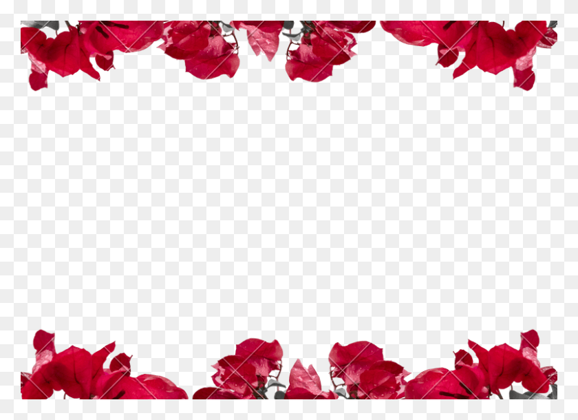 800x565 Floral Borders Transparent Background Floral Border, Plant, Leaf, Flower HD PNG Download