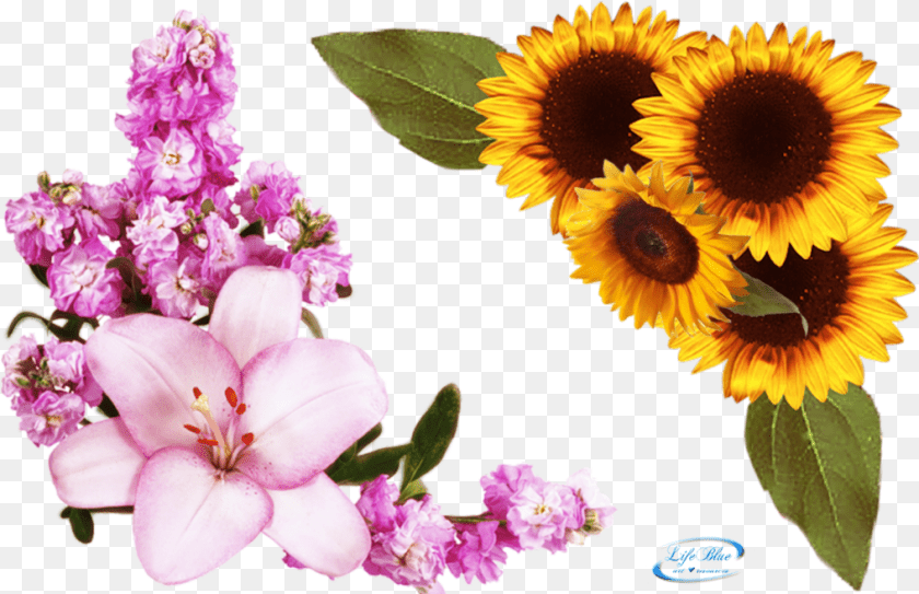 Floral Corner, Flower, Flower Arrangement, Petal, Plant Clipart PNG