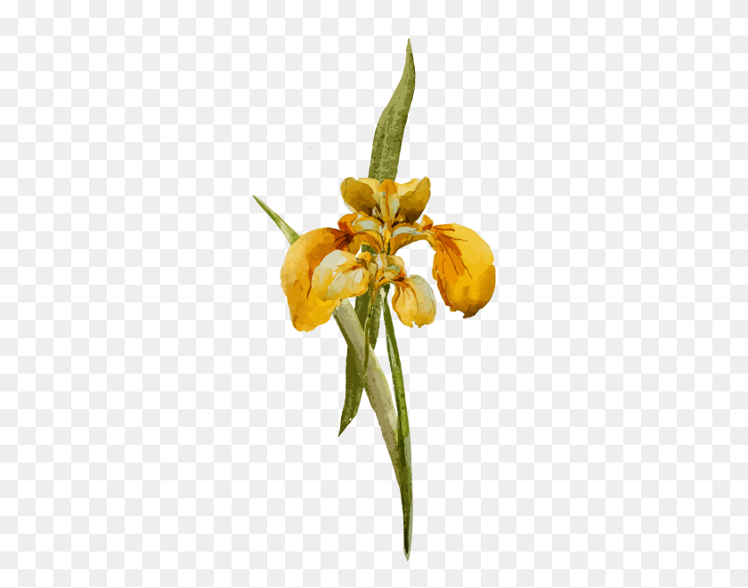 275x601 Floral Gifts For Local Delivery Epidendrum, Iris, Flower, Plant HD PNG Download