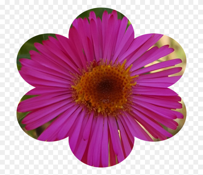 705x663 Florecita Patterns With A Pair Of Compasses, Plant, Daisy, Flower Descargar Hd Png