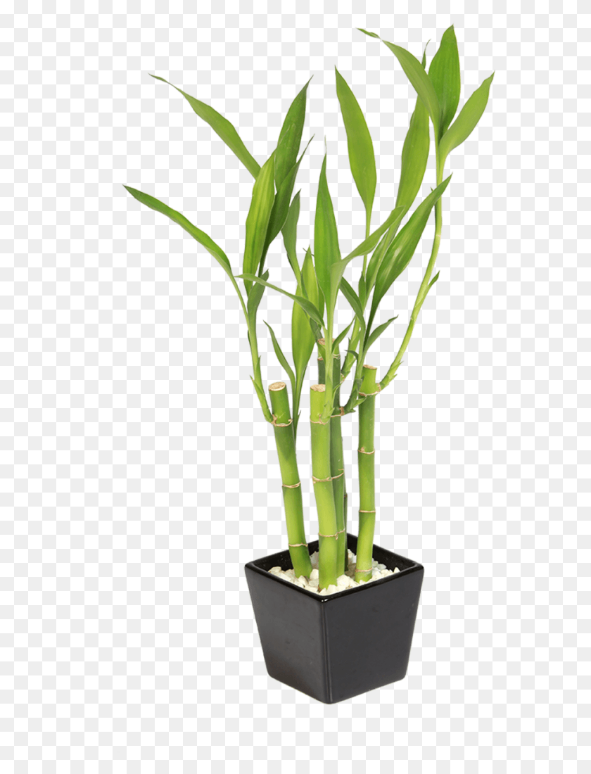 927x1237 Флореро Бамбу, Растение, Бамбук, Цветок Hd Png Скачать