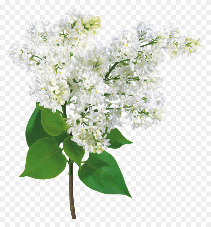 1483x1600 Flores Blancas Y Lilas Flores Blancas Chicas, Planta, Flor, Flor Hd Png