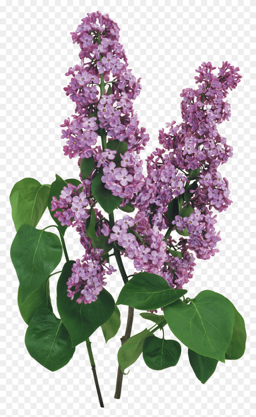 955x1600 Flores Blancas Y Lilas Fondos De Pantalla Y Mucho Lilac Liliac, Plant, Flower, Blossom Hd Png