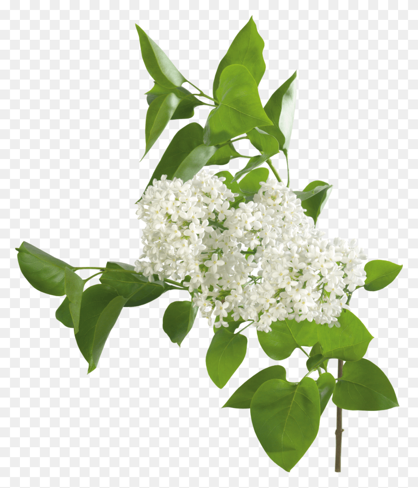 1353x1600 Flores Blancas Y Lilas Png / Flores Blancas Y Lilas Hd Png