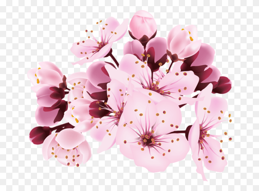 668x559 Flores Flor Bonita Rosa 13 Cherry Blossom Transparent Background, Plant, Flower, Blossom HD PNG Download