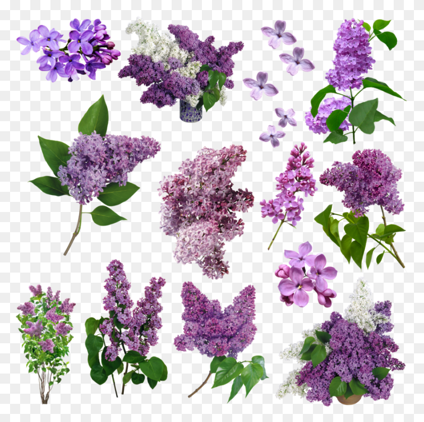 878x874 Descargar Png Flores For Free On Mbtskoudsalg Vintage Flores Violetas, Planta, Flor, Flor Hd Png