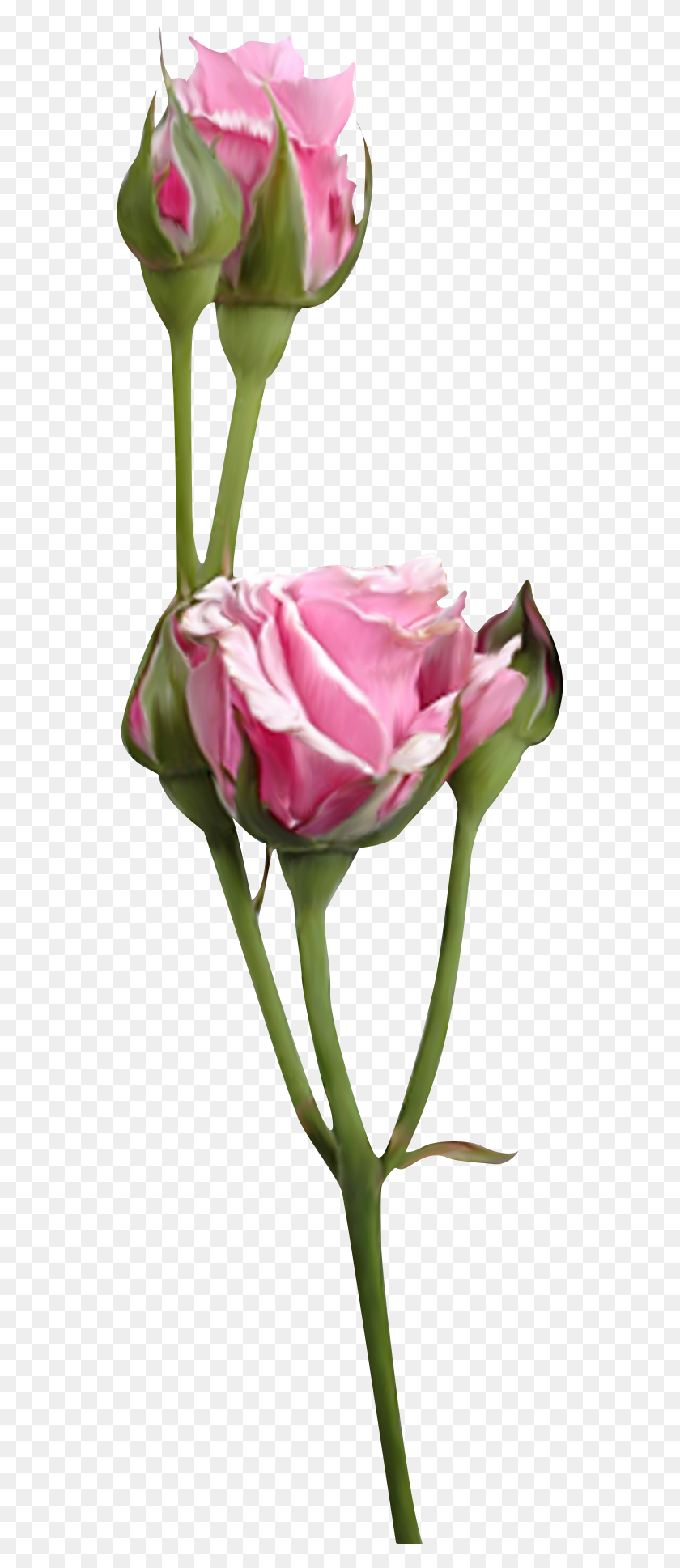 552x1877 Флорес Садовые Розы, Растение, Роза, Цветок Png Скачать