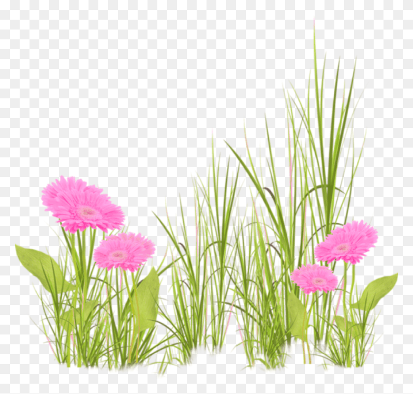 1024x974 Flores Grama Freetoedit Grama De Flores, Plant, Flower, Blossom HD PNG Download