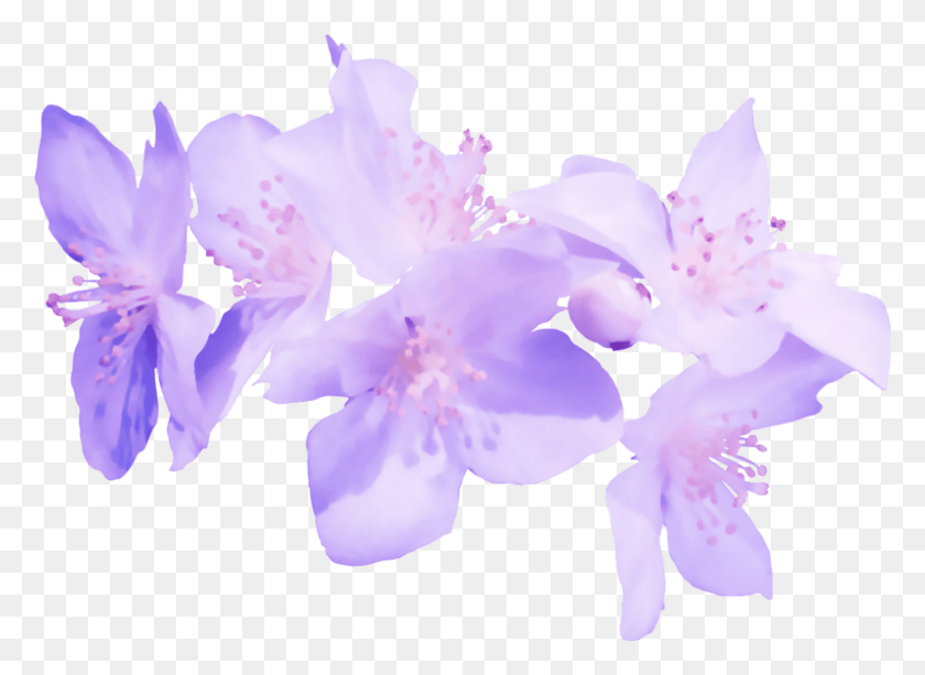 800x568 Flores Moradas En Transparente Flores Moradas En Transparente, Plant, Flower, Blossom HD PNG Download