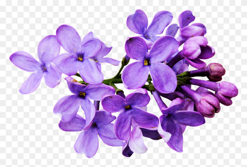 1003x652 Flores Moradas Lavender Color Flower, Plant, Blossom, Iris HD PNG Download