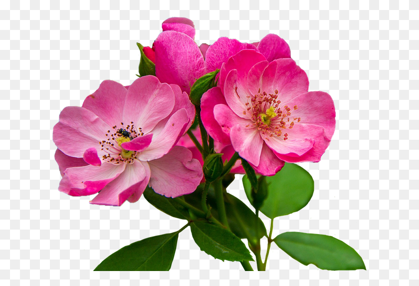 635x513 Флорес Росадас Imagenes De Flores Rosadas, Растение, Герань, Цветок Hd Png Скачать