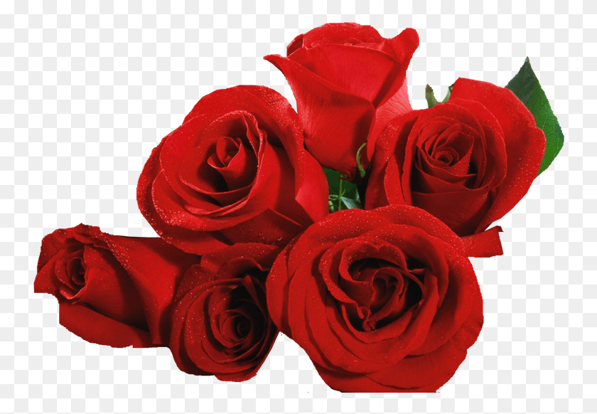 748x522 Flores Rosas Lacremania Boto De Rosas Vermelhas, Planta, Flor, Flor Hd Png Descargar