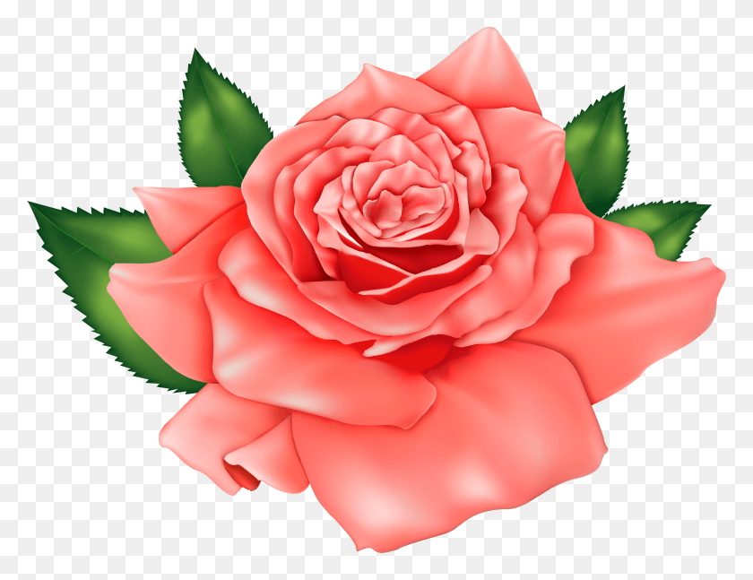 3923x2957 Flores Rosas Para Imprimir HD PNG Download