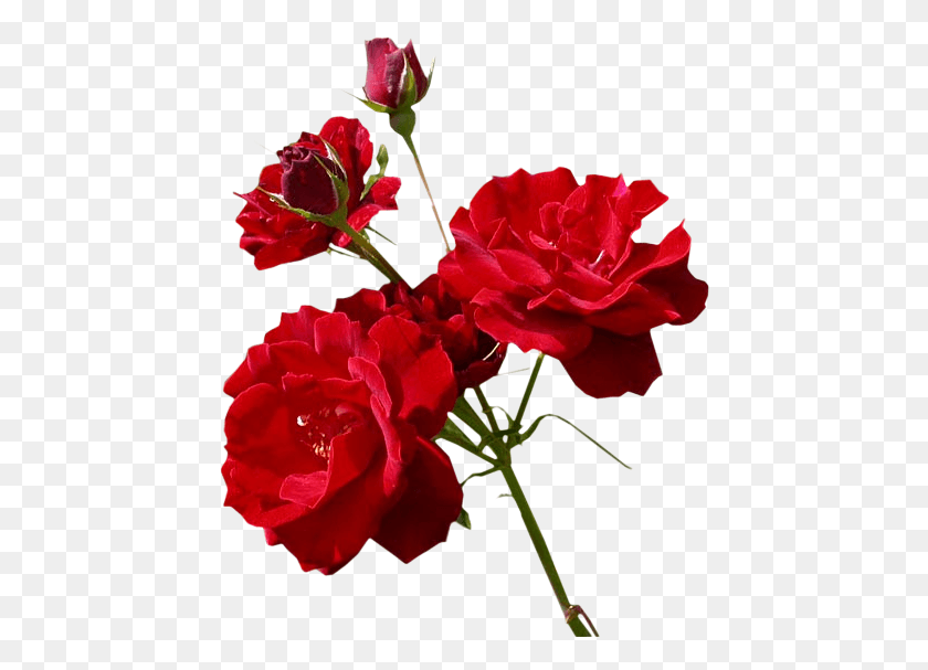 444x547 Flores Rosas Photography, Geranium, Flower, Plant HD PNG Download