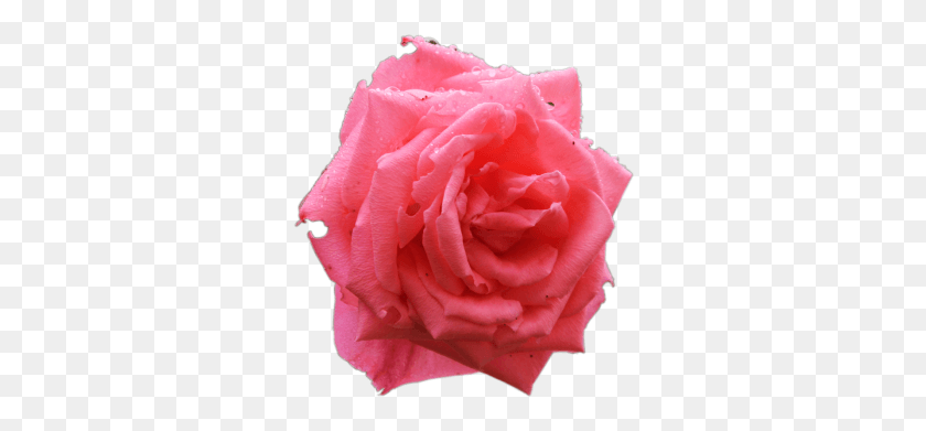 310x331 Flores Sem Fundo Garden Roses, Rose, Flower, Plant HD PNG Download