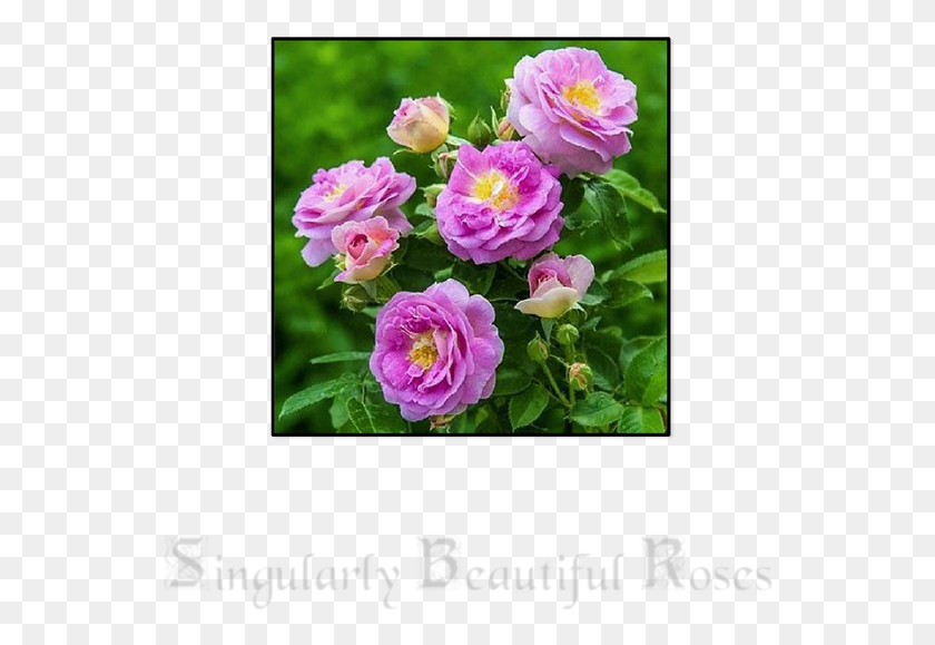 552x519 Floribunda, Plant, Peony, Flower HD PNG Download