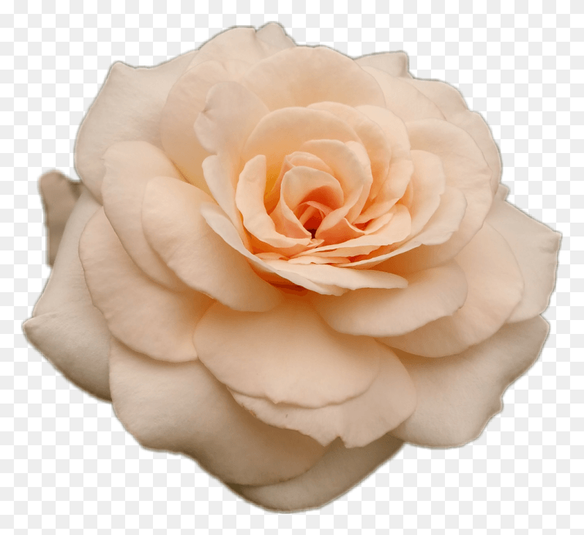 1024x931 Флорибунда, Роза, Цветок, Растение Hd Png Скачать