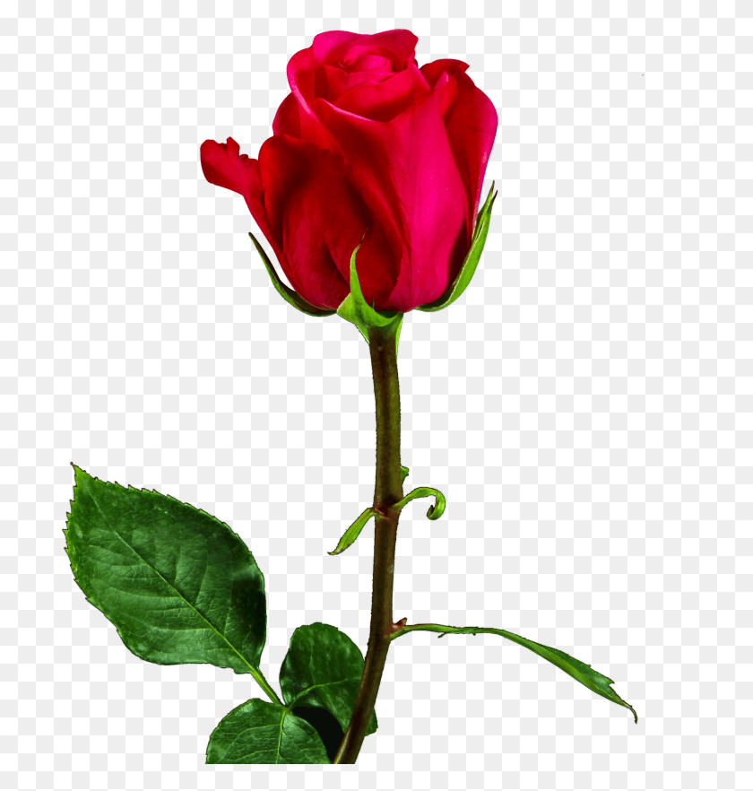 2410x2542 Floribunda, Rose, Flower, Plant HD PNG Download