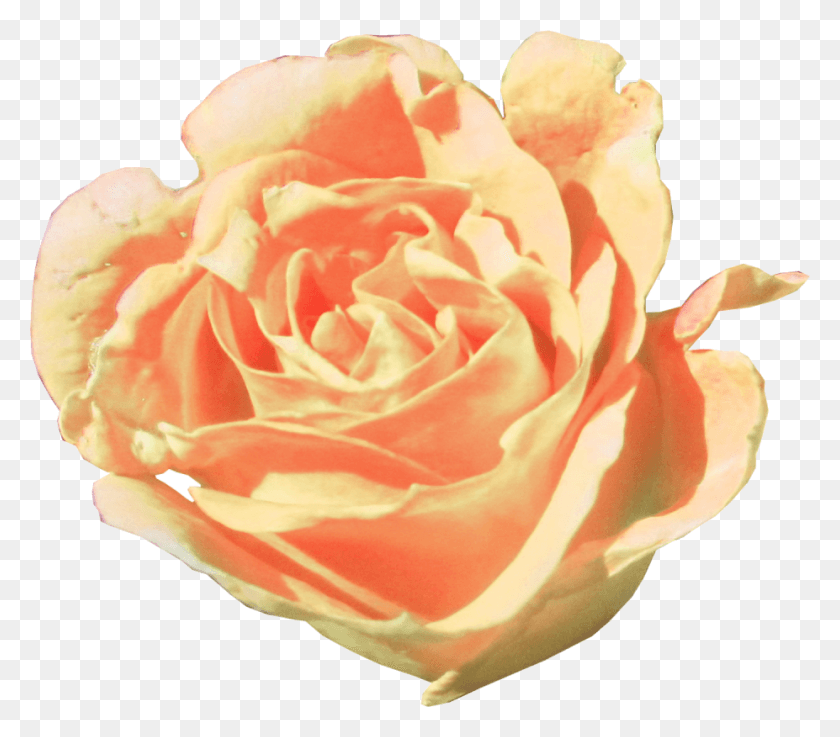 927x805 Floribunda, Rose, Flower, Plant HD PNG Download