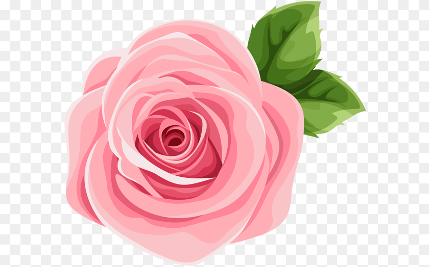 Floribunda, Flower, Plant, Rose, Petal Sticker PNG