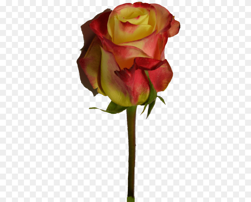 Floribunda, Flower, Plant, Rose Transparent PNG