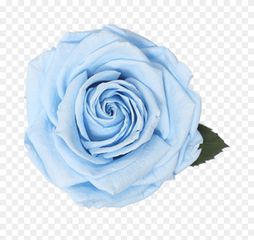 Floribunda, Flower, Plant, Rose Clipart PNG