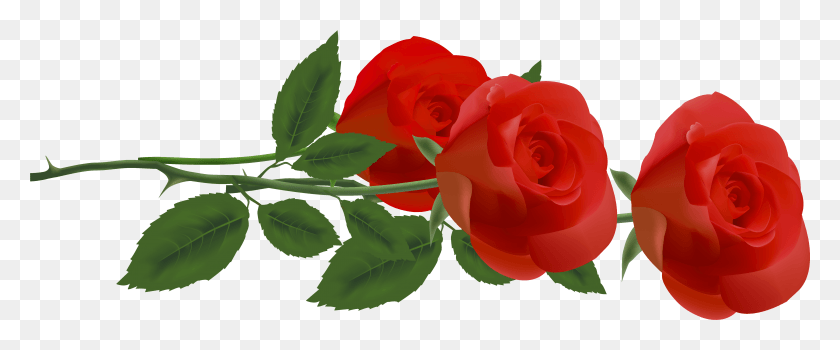 6094x2268 Floribunda, Rose, Flower, Plant HD PNG Download