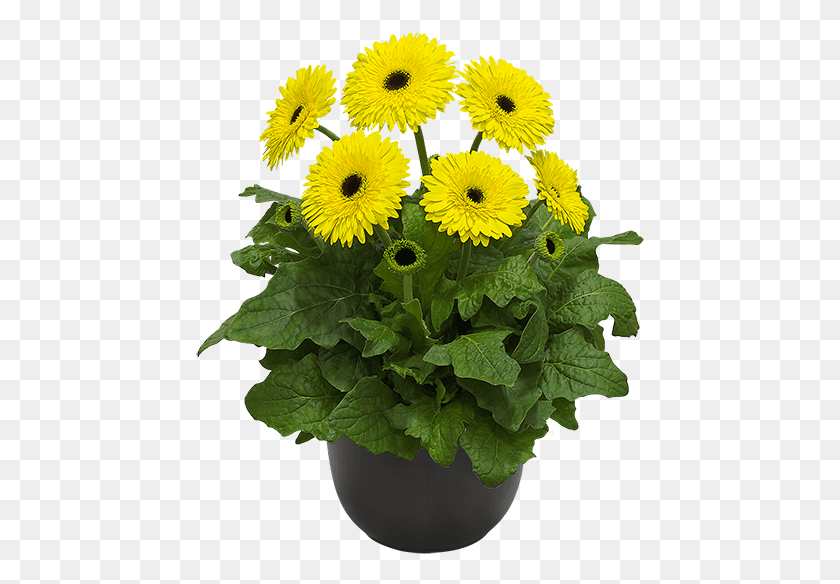 449x524 Florist Holland Barberton Daisy, Plant, Flower, Blossom HD PNG Download