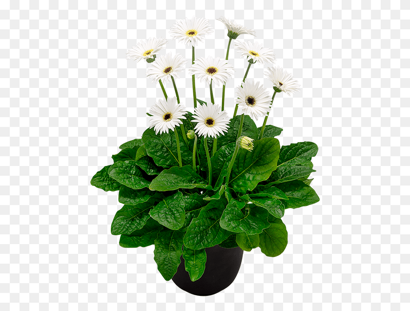 472x577 Florist Holland Barberton Daisy, Plant, Flower, Blossom HD PNG Download