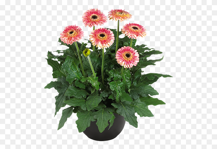 501x517 Florist Holland Barberton Daisy, Plant, Flower, Blossom HD PNG Download