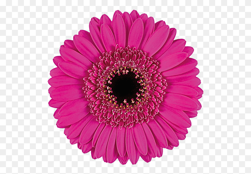 523x523 Florist Holland Hot Pink Gerbera, Plant, Daisy, Flower HD PNG Download