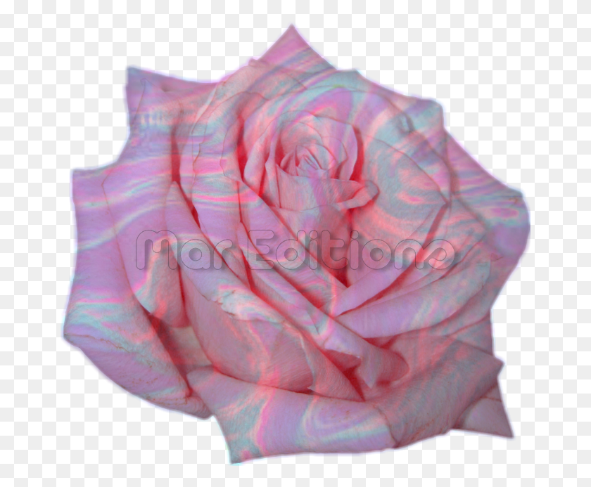 668x633 Flortumblr Sticker Pink Rose, Conch, Seashell, Invertebrate HD PNG Download