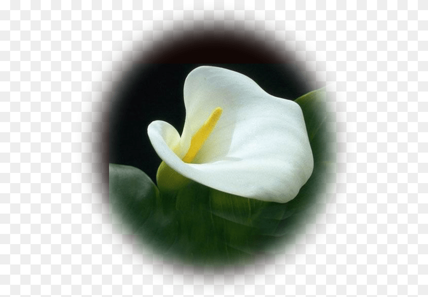 Flossie H Jackson Calla Lily, Flower, Petal, Plant, Araceae Sticker PNG