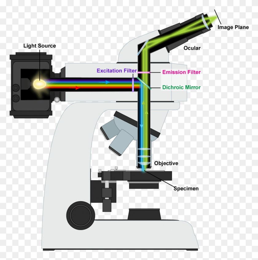 899x906 Flourescence Microscope Parts Of Fluorescence Microscope, Machine, Lathe, Vise HD PNG Download