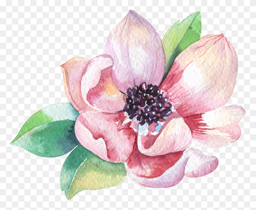 779x628 Flourish Water Color Magnolia Free, Plant, Flower, Blossom HD PNG Download