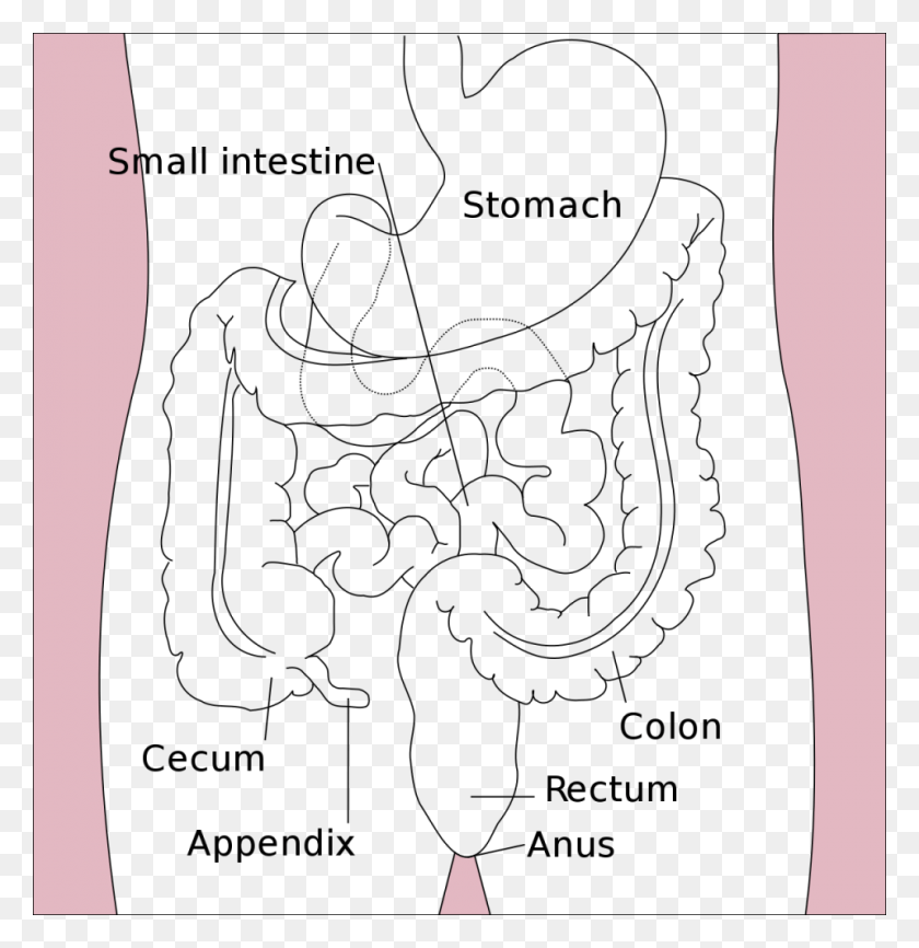 960x992 Flow Chart Of Mammalian Digestive System Flowchart Anatomy And Physiology Of Appendicitis, Clothing, Apparel, Shorts HD PNG Download