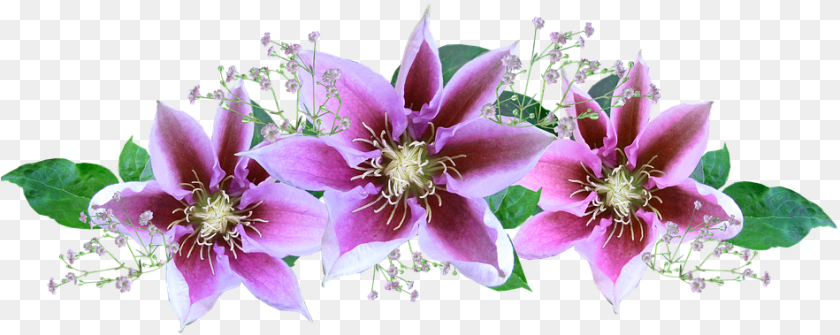 950x379 Flower, Anther, Plant, Pollen, Flower Arrangement PNG